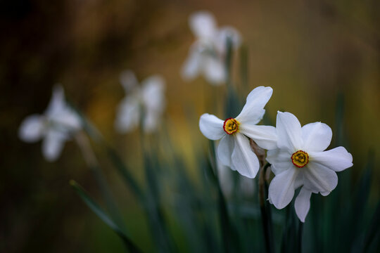 Narcissus blossom