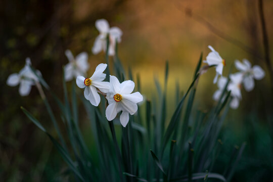 Narcissus blossom