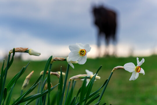 Narcissus blossom