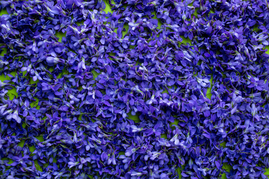 Violet