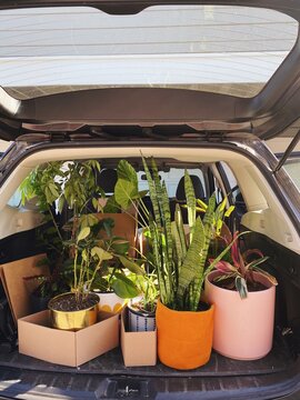 Trunk full of pots and plants