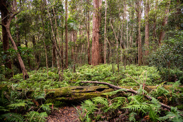 Rainforest views at Springbrook National Park. 