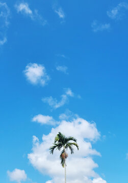 Mobile Image of a Palm Tree and a Cloud