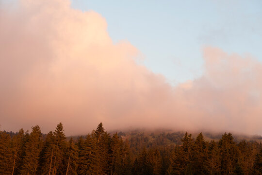 forest and foggy pink orange sky cloud background