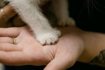 A Vet Holds the Paw of a Polydactyl Kitten