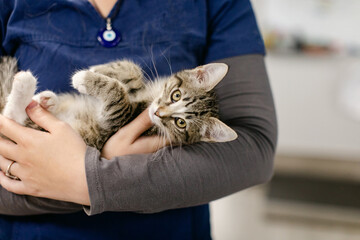 Adorable Kitten Laying in Veterinarian's Arms
