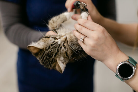 Veterinarian Clips the Claws of a Young Kitten