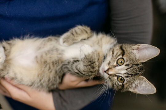 Closeup of Adorable Kitten in Veterinarian's Arms