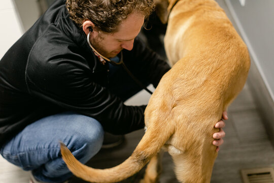 Veterinarian Using Stethoscope to Listen to Dog's Chest
