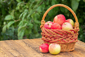 Just picked apples in a wicker basket on wooden boards with tree on background