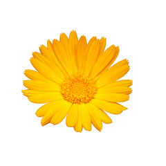 Yellow marigold flower on the white isolated background.
