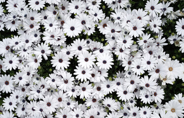 White daisybush plant