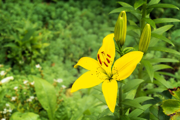 Yellow lily flower in the summer garden.
