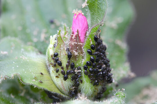 Colony of aphids on a flower