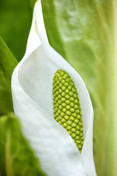 Lysichiton camtchatkensis flower