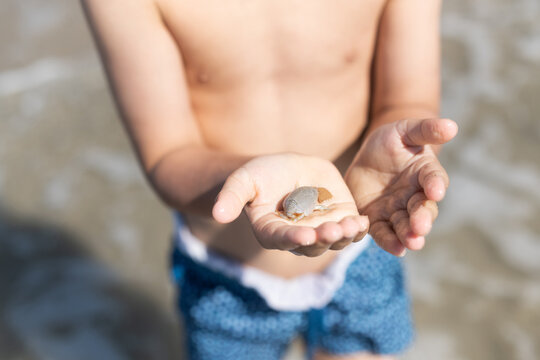 Little kid holding sand crab