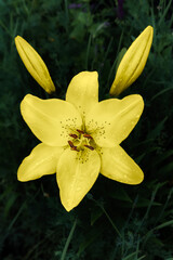 Obraz premium Yellow lily flower in the summer garden.