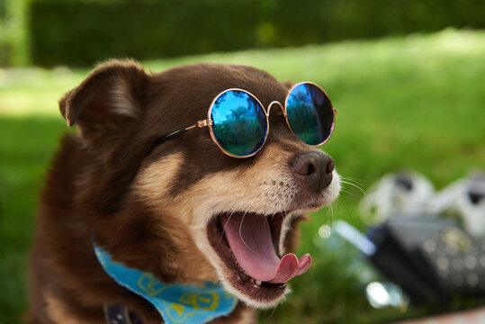 Doggy Bday party