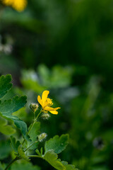 Chelidonium majus flower in meadow