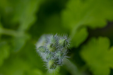 Chelidonium majus flower in meadow, close up shoot	