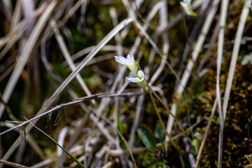Pinguicula alpina flower growing in meadow, macro