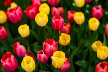 Bright pink and yellow tulips