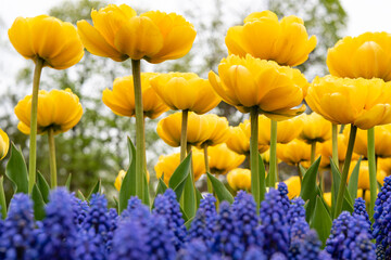 Looking up at yellow and blue tulips and hyacinths 