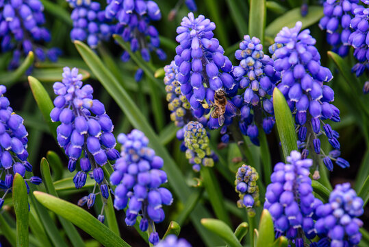 Bee on grape hyacinth flower