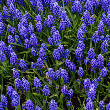 Grape hyacinths with happy bees