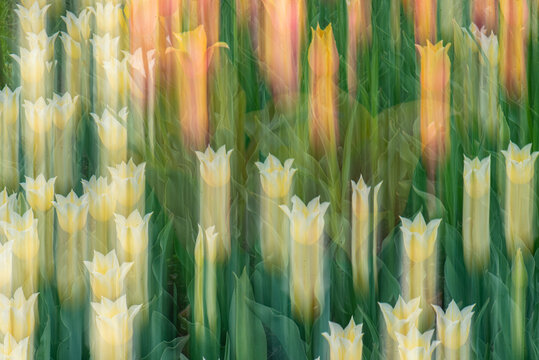 Pale tulips photographed with intentional camera movement