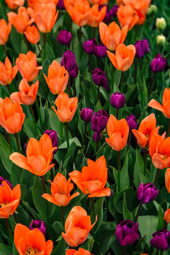 Bright oranage and purple flowers filling the frame