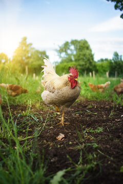 Free range chicken