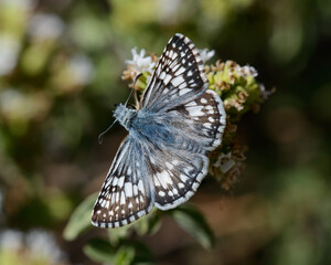Common Checkered Skipper