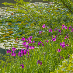 제비붓꽃, 붓꽃