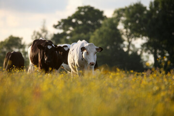 Dairy cattle in a field with wildlflowers