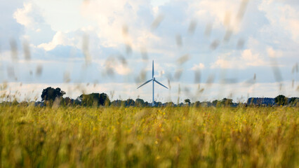 Wind turbine and field of wildlfowers