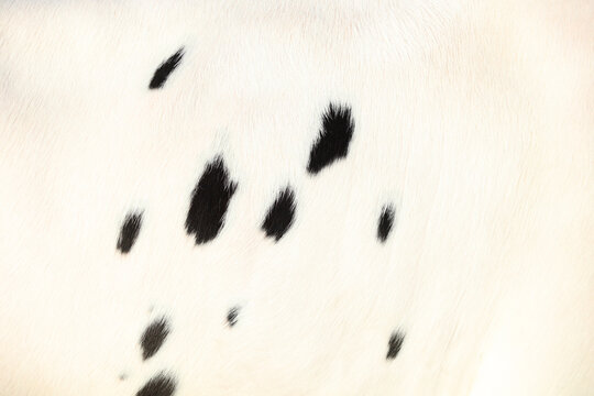 Cow in close-up