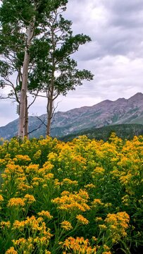 Timelapse looking over field of yellow flowers toward Nebo Mountain in the Utah wilderness.