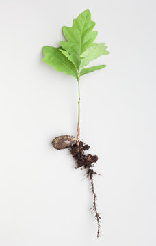 Oak seed producing a new tree