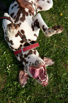 Happy dog at the grass