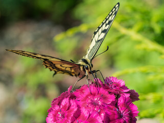 Bright colorful swallowtail butterfly Machaon on purple flowers in the garden.