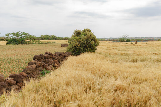 Next to the stone wall is a garlic field and a barley field.