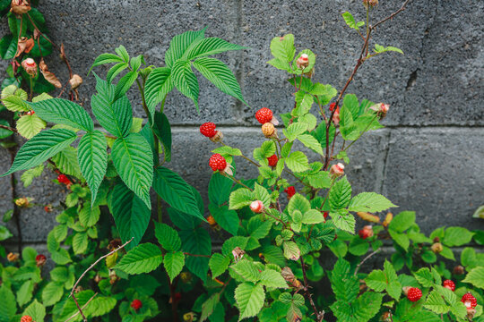 Concrete walls and red raspberries.
