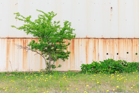 Trees and yellow flowers growing in front of the warehouse walls.