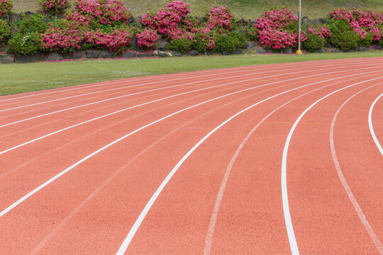 Pink flowers seen behind the track of the stadium.