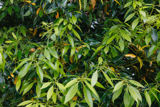 New leaves grow on a tree.