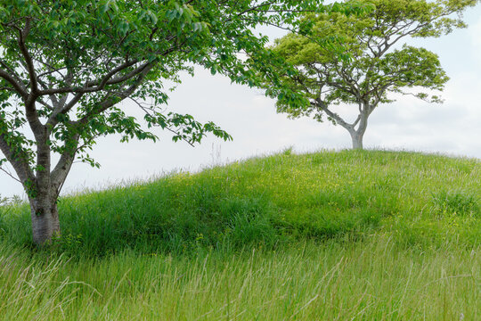 Close-up of two trees on the hill.