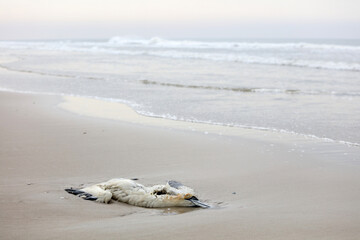 northern gannet on the shoreline