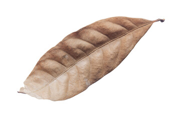 Dry leaves isolated on white background. Tropical dry leaves clipping path.