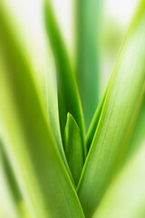 blurry leaves nature of summer green leaves natural green leaf plant used as wallpaper background